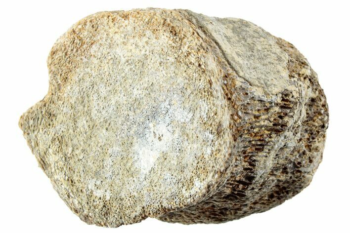 Fossil Mosasaur (Platecarpus) Caudal Vertebra - Kansas #229617